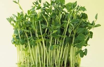 绿豆苗的种植方法