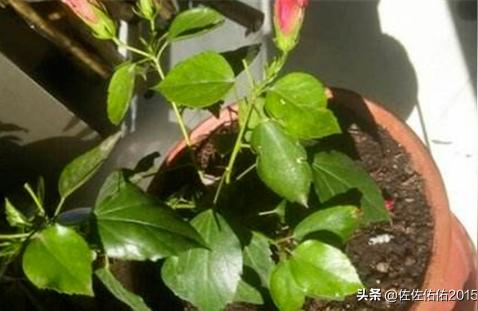 木槿花怎么养家庭养法