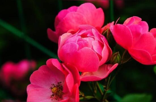 野蔷薇的花语和寓意
