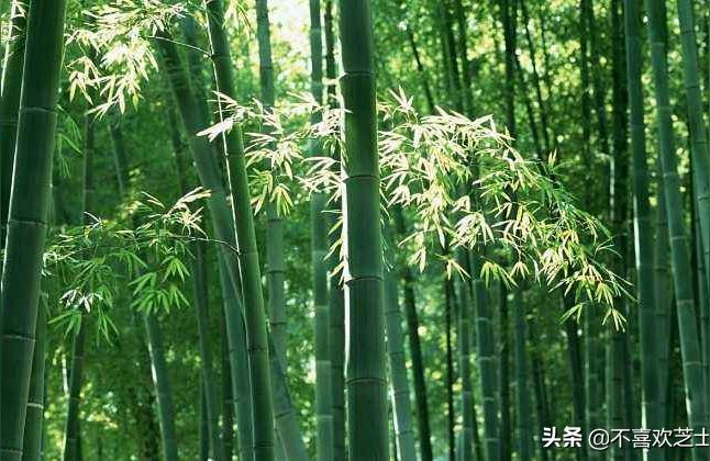 竹子的花语和寓意