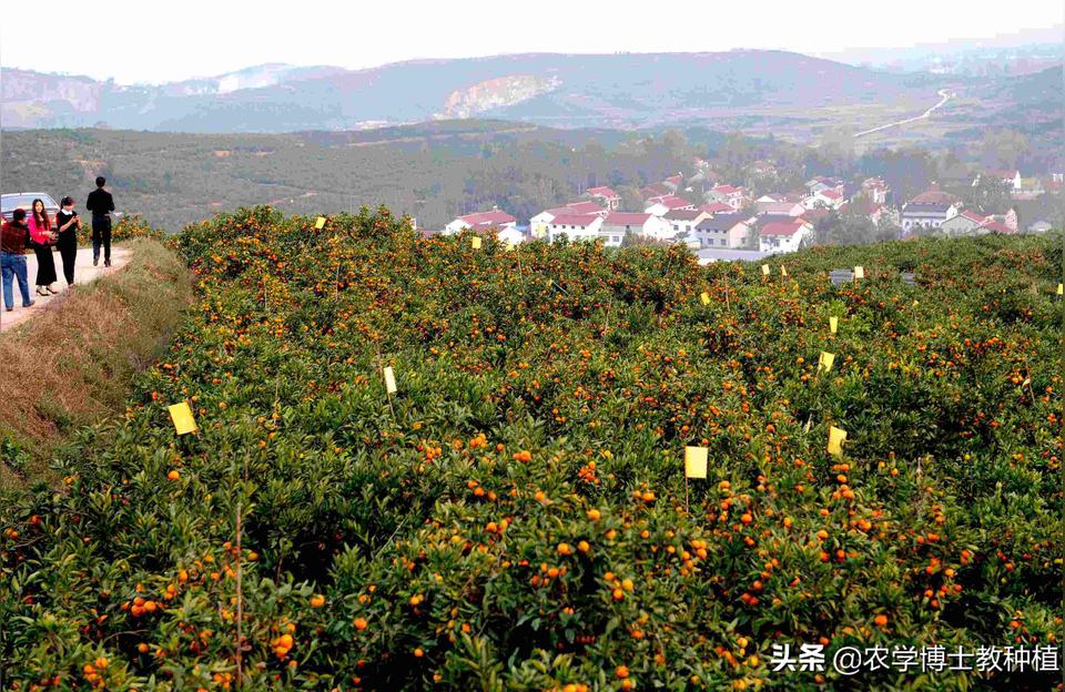 柑橘種植業(yè)手藝_木柑橘修剪手藝