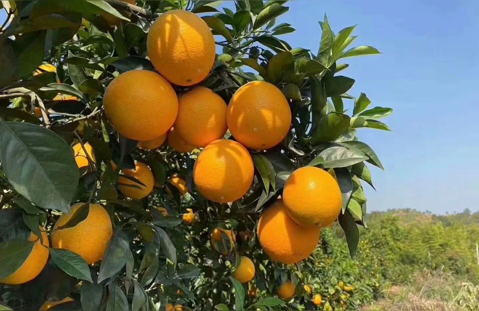 江西赣州水果特产8月水果八月果原产地
