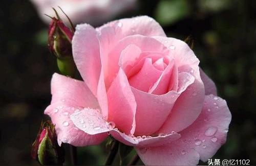蔷薇哪个品种好看最好看的蔷薇花品种