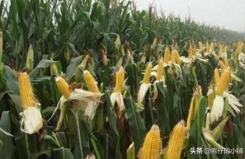农业科技计算机网络技术论文农业生物技术学报是不是国际的吗