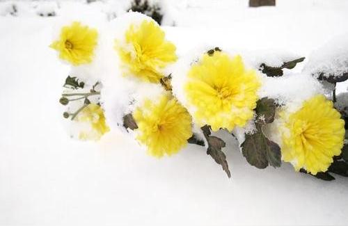 冰菊是什么菊花