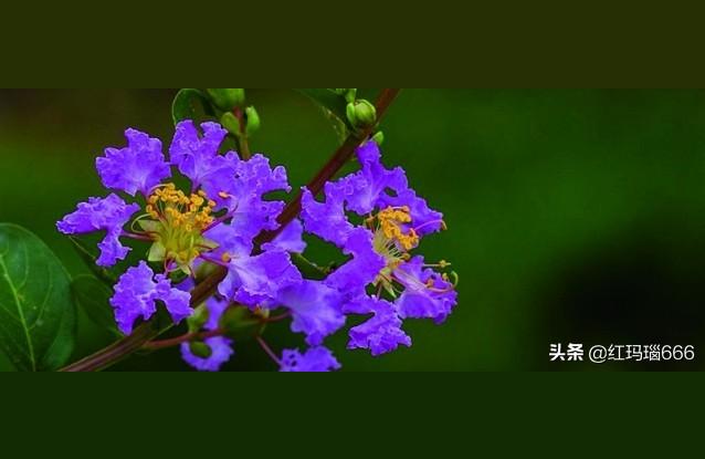 紫薇花几月份开花