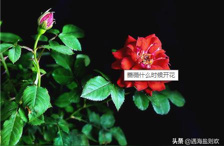 蔷薇开花季节
