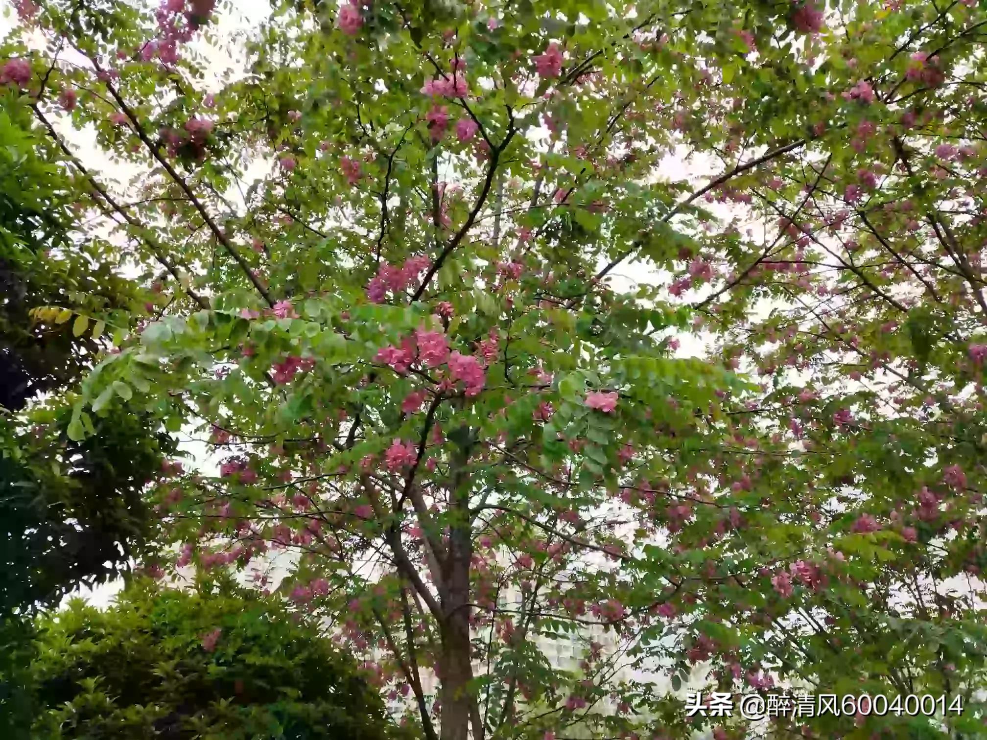 槐花树,槐花开了什么意思?