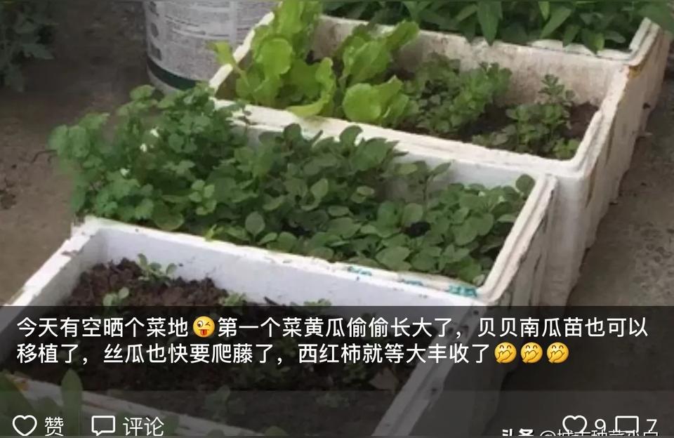 柑橘鳥嘴壺種植手藝_剝皮柑種植手藝和辦理