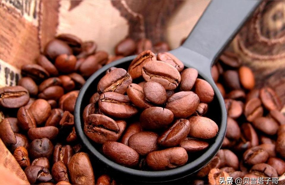 咖啡树品种分类及特点咖啡树有哪几种