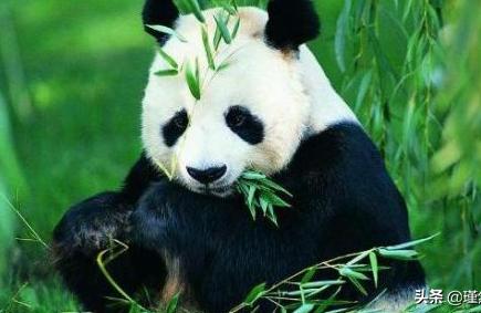 大熊猫爱吃的竹子实际上是什么福寿大熊猫吃什么品种的竹子