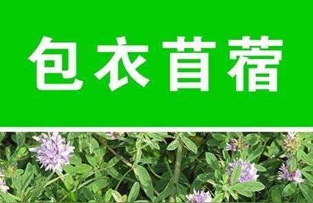 牧草品种大全,适合养羊的牧草有哪些?"