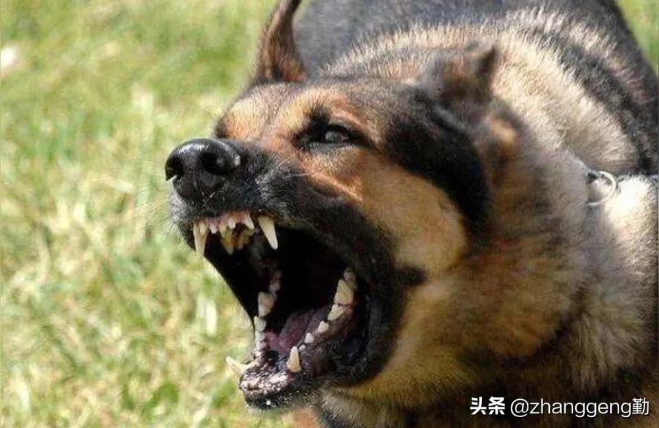 梦见被狗咬了手
