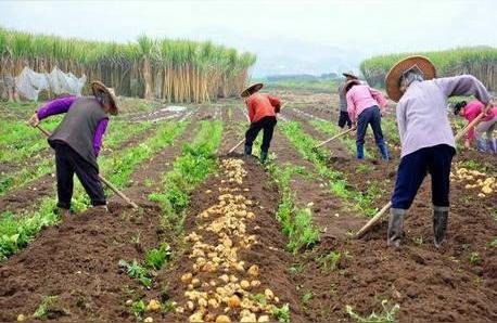 士豆种植时间和方法在什么时候种土豆合适