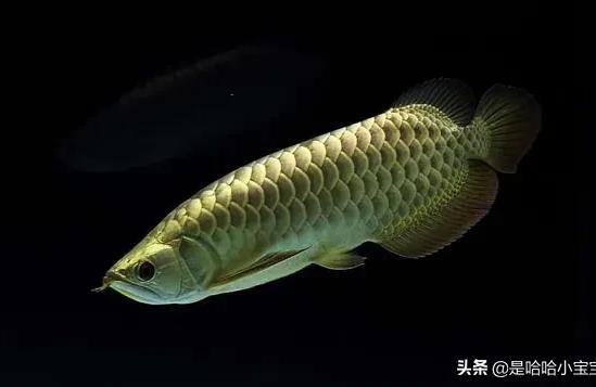 過背金龍魚和高背的區(qū)別:過背金龍和b級過背的區(qū)別