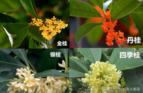 桂花分几个品种,桂花什么品种好?