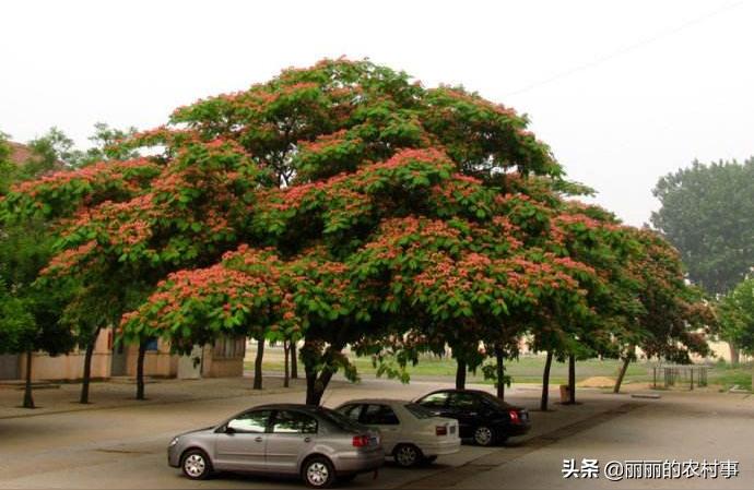 合欢花盆栽图片,种的绿化苗木还有没有出路?