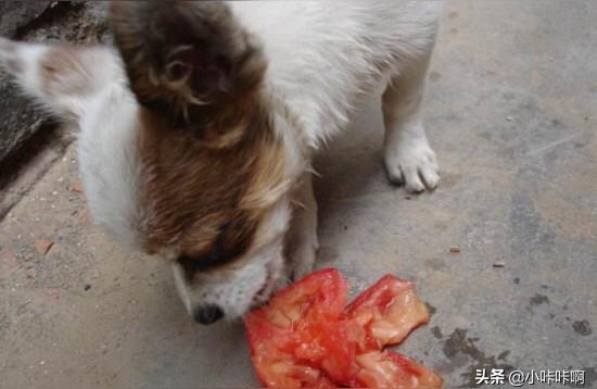 宠物狗狗可以吃西红柿吗