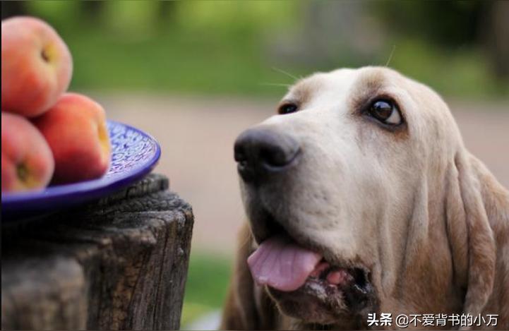 宠物狗狗可以吃土桃子吗