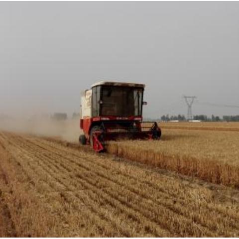 现在小麦价格多少钱一斤河南的相关长尾关键词有哪些