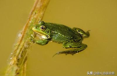 在夏天青蛙为什么呱呱呱叫个不停蛙始鸣是什么节气
