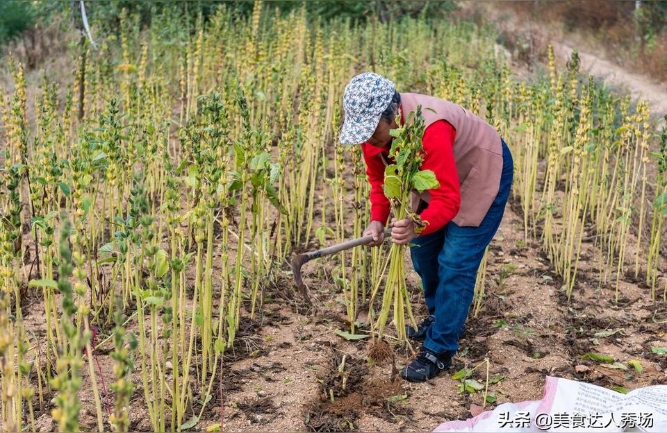 芝麻树长什么样子