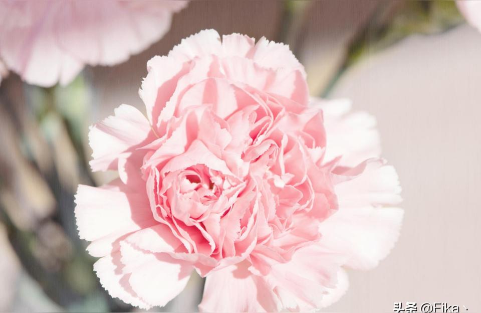 粉色康乃馨花语和寓意