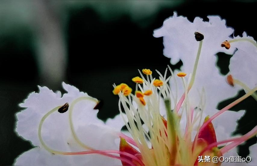 花芯和花蕊的意思是什么