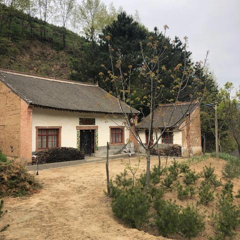 西安市门前适合栽什么树