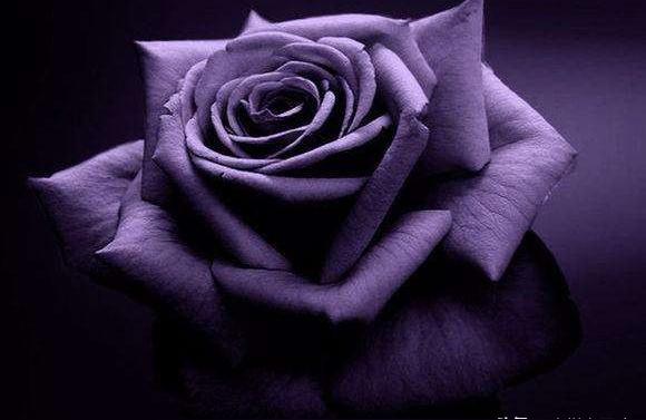 紫玫瑰花语及代表意义