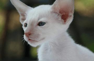 猫起名怎么取好听男宝宝(零零后怎么给猫取名字)