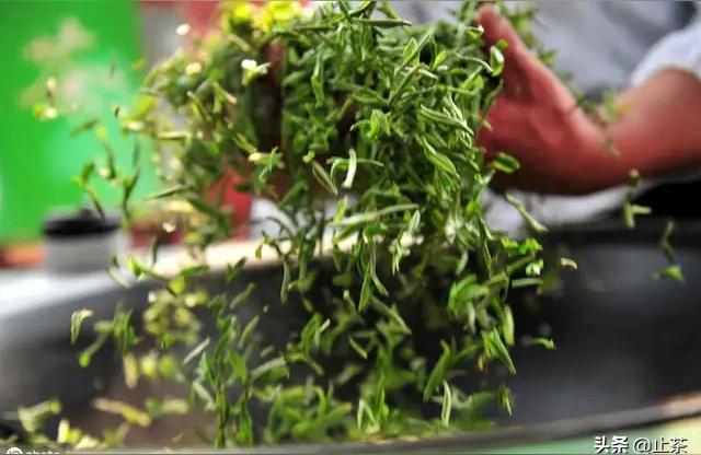 青茶的基本工藝流程_青茶的流程圖