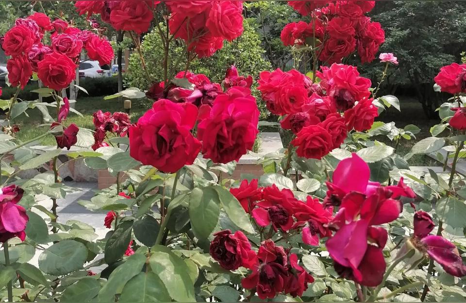 红玫瑰花图片唯美,五朵橘色玫瑰的花语?