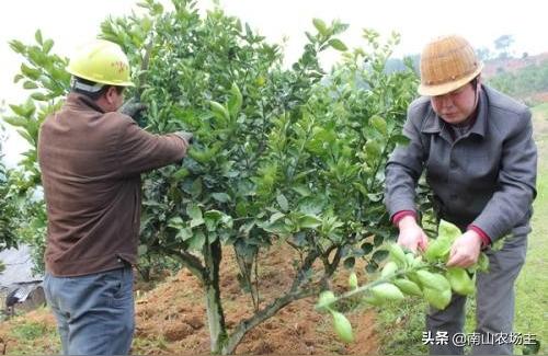 柑橘修剪種植手藝_柑橘樹(shù)徒長(cháng)枝如何修剪