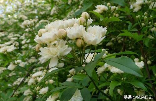 木香花 盆栽,木香花叶子干尖了?