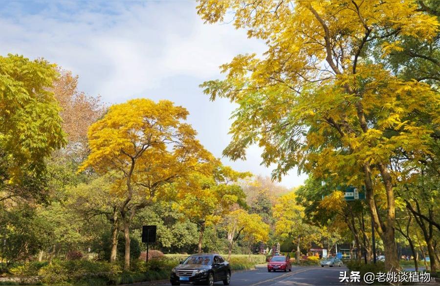无患子的种子长什么样