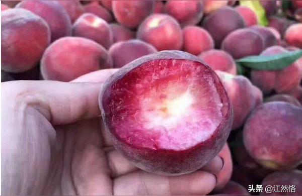 桃子什么季节成熟上市一般在几月份收获