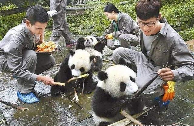 大熊猫爱吃的竹子是草还是树熊猫为什么要吃竹子