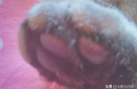 貓咪破解短視頻教程光貓破解后我們能干什么 運營百科