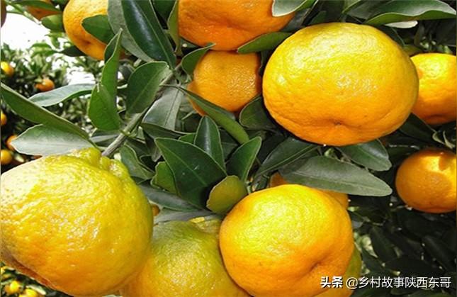 廣西種植柑橘手藝_2021廣西柑橘大會