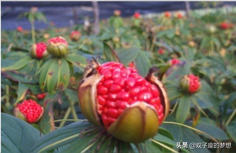 用森字取名好不好 有森的名称起名大全钰森这两个字组合怎么样