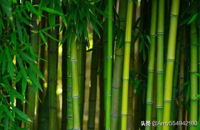 竹子的三个特点是什么
