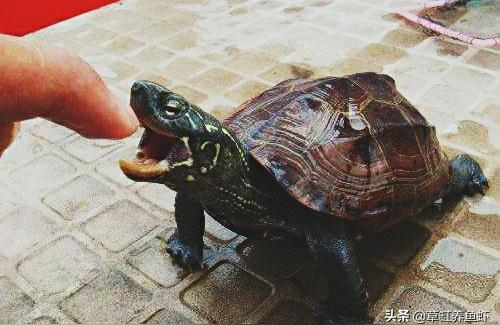 梦见乌龟咬人