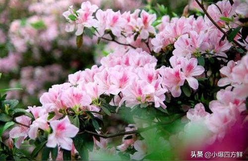 澳门市花是什么花