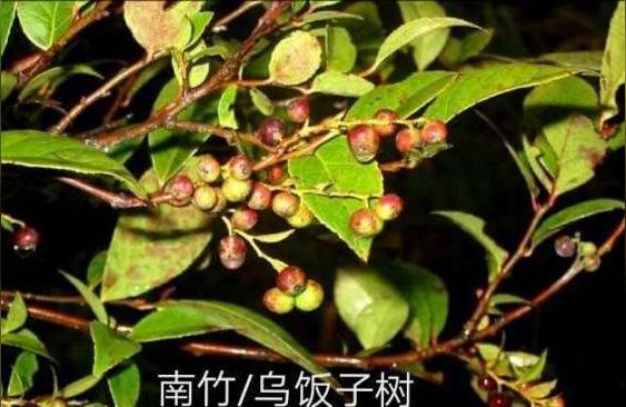 乌饭叶是什么植物类别