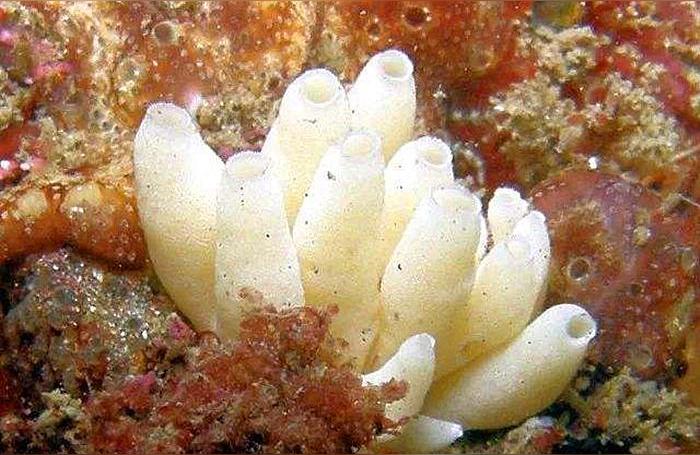 海绵体排毒海底海绵有毒吗