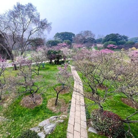 武汉市市花什么是梅花