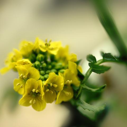 盘点上海花卉相关关键词有哪些