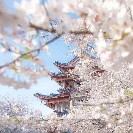 武汉市现在植什么树最好