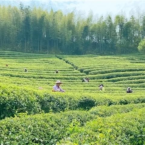 厦门市哪里买绿茶正宗